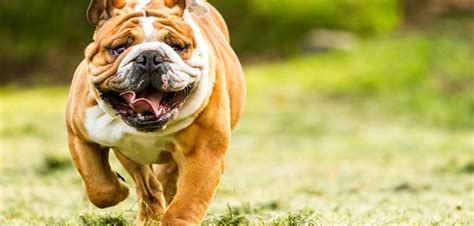 Our olde english bulldogge dames are treated like royalty here at one of a kind bulldogs. Englische Bulldogge: Herkunft, Namensgebung und Rasseinfos