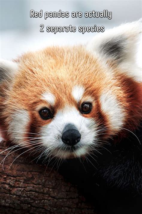 Red Pandas Are Actually 2 Separate Species Cute Baby Animals Baby