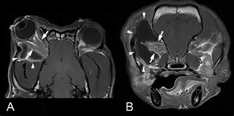 Postcontrast Magnetic Resonance Images Of A Dog With Unilateral