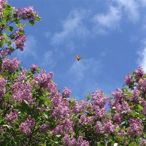 Monarch Butterfly And Lilacs On Mackinac Island Michigan Photo On