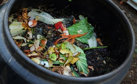 Cómo Realizar Compost Casero De Manera Sencilla