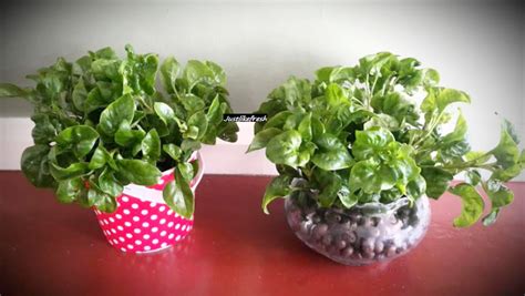 Bayam brazil atau nama lainnya brazillian spinach, poor man spinach, sambu dan juga sambu lettuce. Resepi & Khasiat Lengkap Bayam Brazil, Senang Tumbuh Sedap ...