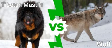 Tibetan Mastiff Vs Wolf Who Would Win A Z Animals