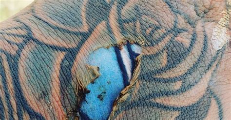 burnt mark reveals fresh tattoo