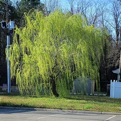 Ive Watched This Weeping Willow Tree Grow From A Pitiful Little Twig