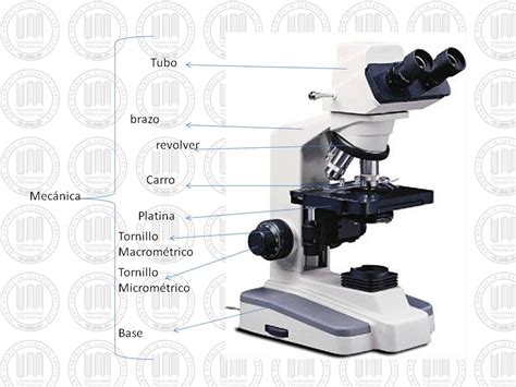 Microscopio E Suas Partes