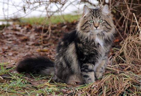 Norwegian Forest Cat Size Compared To Other Cats With