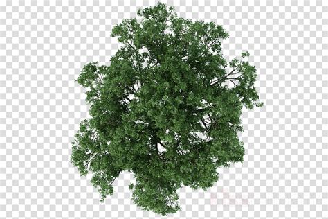 Transparent Png Landscape Architecture Tree Plan Png You Can Use
