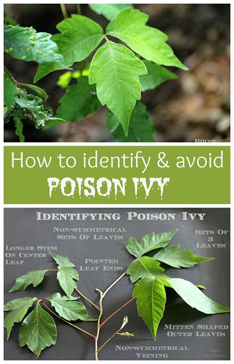 How To Identify And Avoid Poison Ivy And Ways To Help Prevent Getting A Rash From It Identify