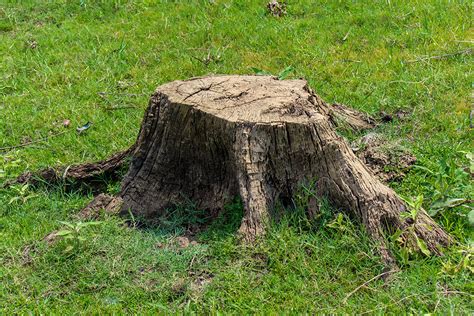 How to kill a tree stump naturally with 6 different methods. 4 Methods to Safely Remove a Tree Stump | Tree Removal ...