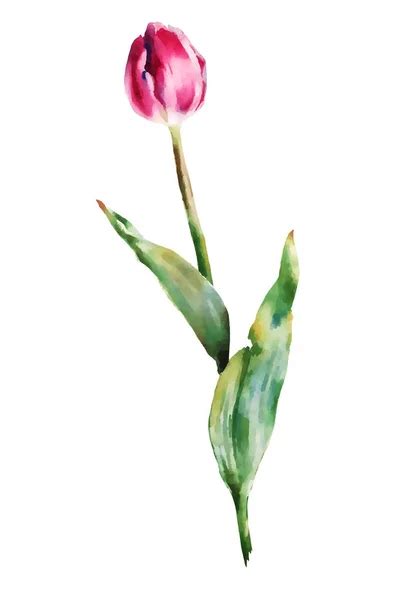 100000 Watercolor Tulip Vector Images Depositphotos