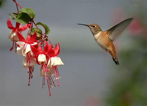 Humming Birds Wallpapers Entertainment Only