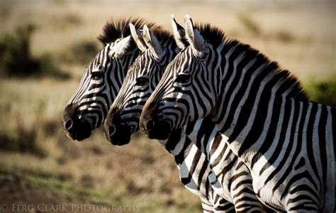 Creature Feature: My Neighbor The Zebra - WildEarth