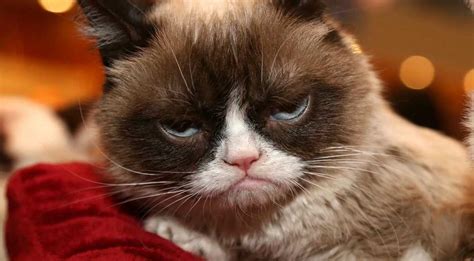 Muere Grumpy Cat La Gata Que Impulsó Miles De Memes En Internet