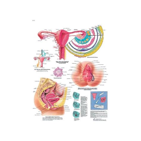 Planche Anatomique Des Organes Génitaux Féminins Lmed