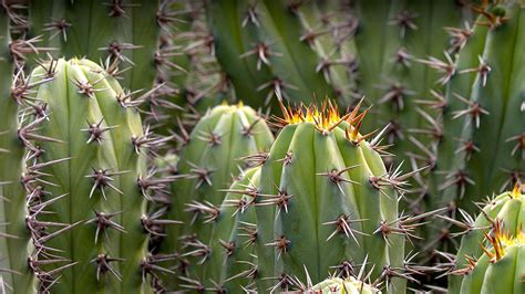Los cactus son de la familia cacteceae y son originarios de américa. Cactus | San Diego Zoo Animals & Plants