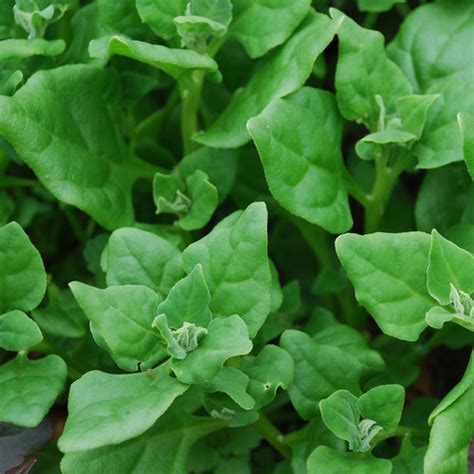 Spinach New Zealand Spinach Seeds 50 Seeds Spinach Plant World Seeds