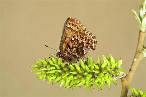 Western Pine Elfin Butterfly Photograph By Buddy Mays Pixels