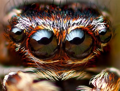 Colourful Spiders Wallpapers Wallpaper Cave
