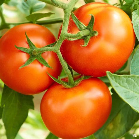 Tomato Early Girl — Green Acres Nursery And Supply