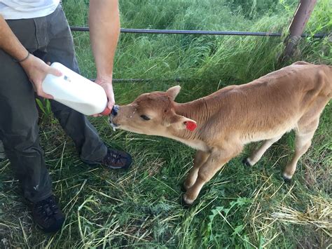 How To Bottle Feed A Calf Bottle Feeding Calves Milk Cow