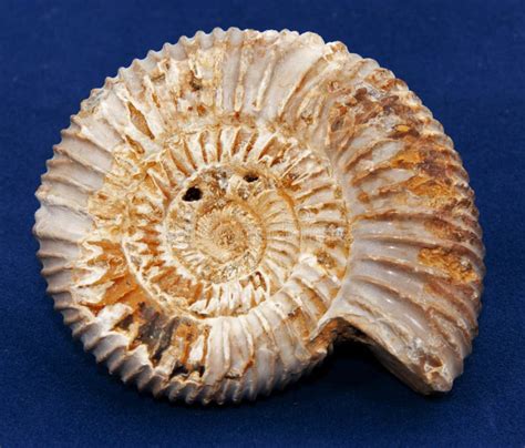 Ammonite Fossil Stock Image Image Of History Antique 21637737