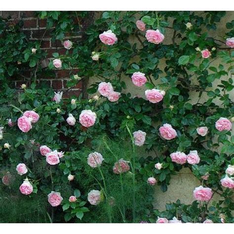 Rosa Bild Pierre De Ronsard Rose For Sale Nz