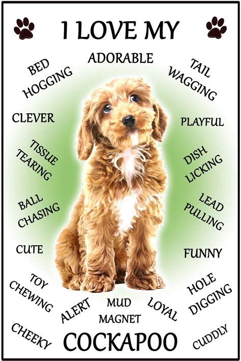 We did not find results for: Cockapoo Dog Gift - Large 'I Love My Dog' Magnet 6″ x 4 ...