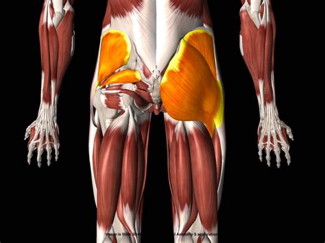 Stretch The Hip Abductor Muscles To Help With Hip And Back Function