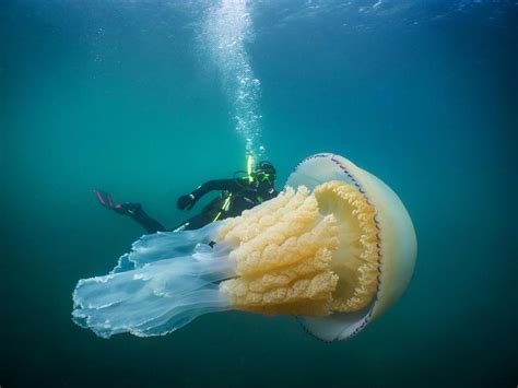 Giant Jellyfish ‘as Big As A Human Spotted By Divers Off Cornwall