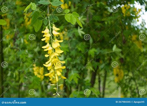 Side View Of Raceme Of Yellow Flowers Of Laburnum Anagyroides Stock