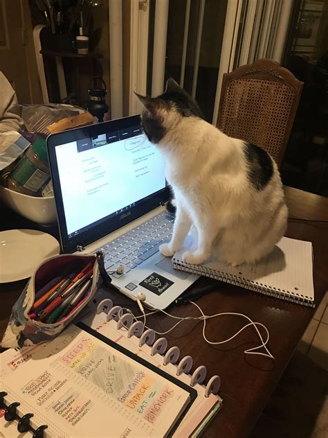 Cat Doing Homework Do Homework Cat Behavior Cats