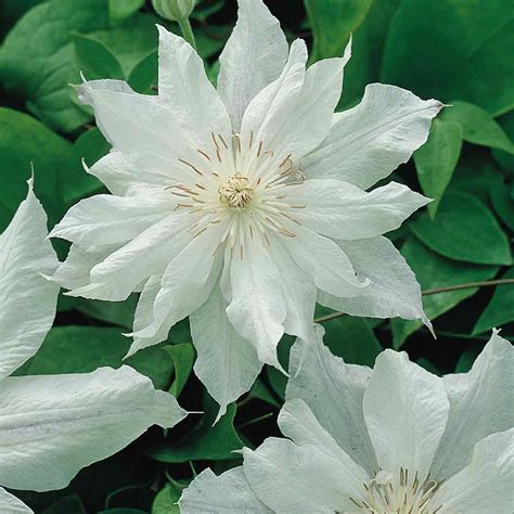 They should be watered about an inch (2.5 cm.) or so weekly, and more deeply during dry. Buy Clematis Jackmanii Alba Plants | J Parker's