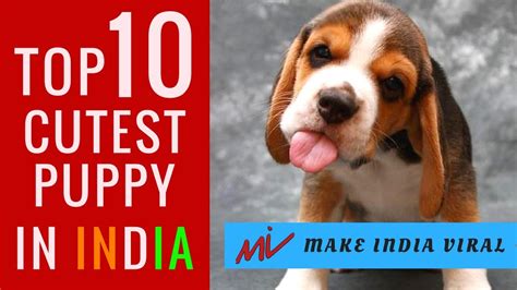 Top 10 Cutest Puppy Dog Breeds In India L Popular Dog