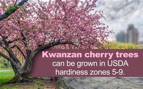 Top 4 flowering cherry trees | naturehills.com. Kwanzan Cherry Tree - Gardenerdy