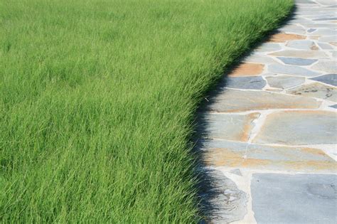 As 25 Melhores Ideias De Drought Tolerant Grass No Pinterest Verbena