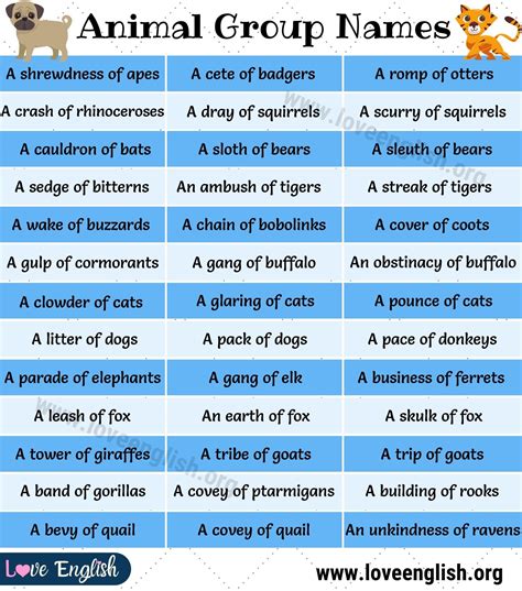 Groups Of Animals 110 Interesting Collective Nouns For Animals Love