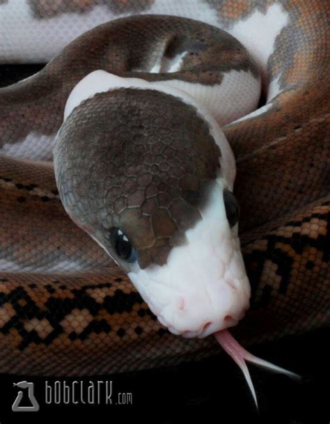 The 25 Best Cute Snake Ideas On Pinterest Snake Funny