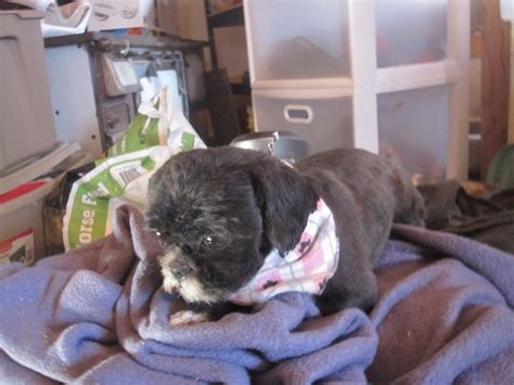 Red Lake Rosies Rescue Four Small Dogs Need New Homes