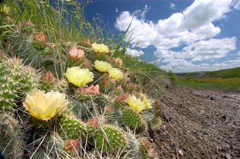 If you plan on foraging cactus, make sure you have positively identified your regional varieties so that protected or harmful varieties are avoided. The Joys of Cactus