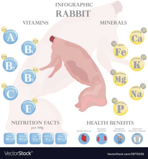 Rabbit Nutrition Facts And Health Benefits Vector Image