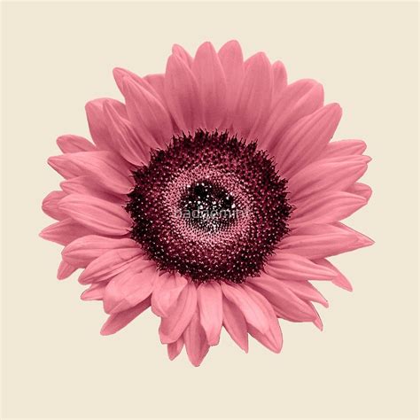 ‘pink Sunflower By Badgemint Pink Sunflowers Sunflower Sunflower
