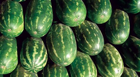Watermelon Festival Big Melon Contest Entries Due Morning