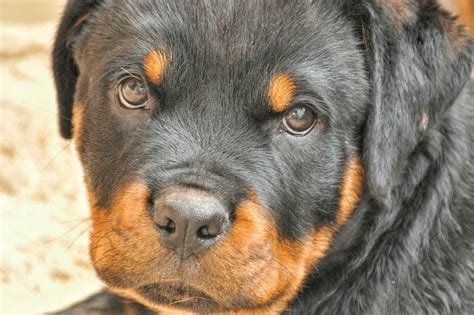 Die kleinen sind ab sofort abzugeben sie sind entwurmt und gechipt und geimpft.sie sind katzen und kinder gewöhnt elterntiere sind vor ort bei interesse einfach anrufen in. Rottweiler Welpen - Rottweiler-Hunde.com