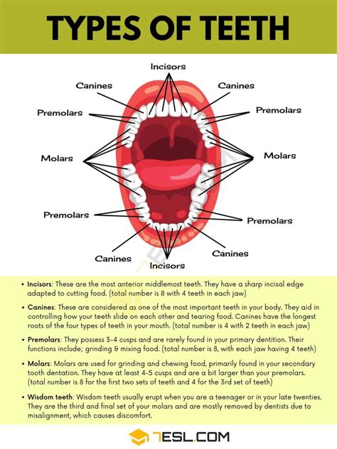 Teeth Names Types Of Teeth Names Of Teeth In English With Pictures