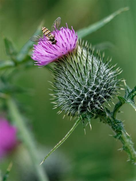 You may find other scores that ignore this point. Flower of Scotland by ericjlaw | ePHOTOzine