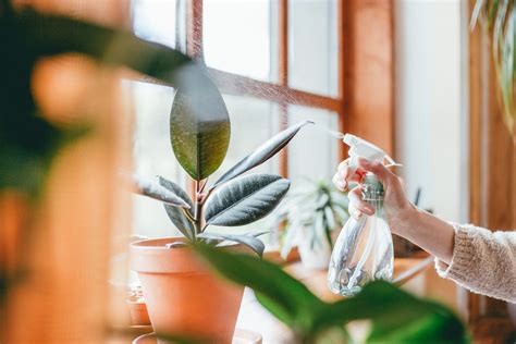 Heres Everything You Need To Know About Watering Your Plants