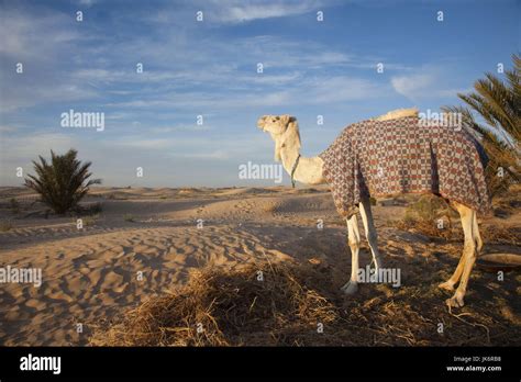 Tunisia Sahara Desert Douz Great Dune Camel Dawn Stock Photo Alamy