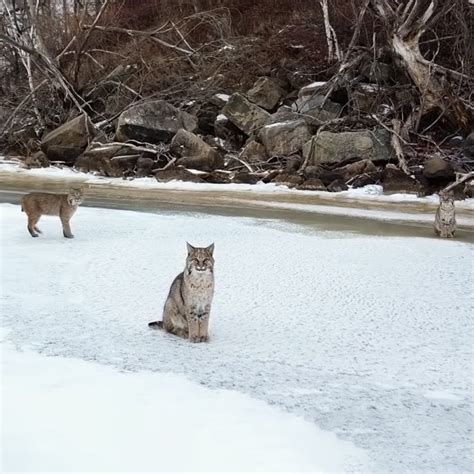 Photographer Captures Once In A Lifetime Shot Of Three Bobcats On A