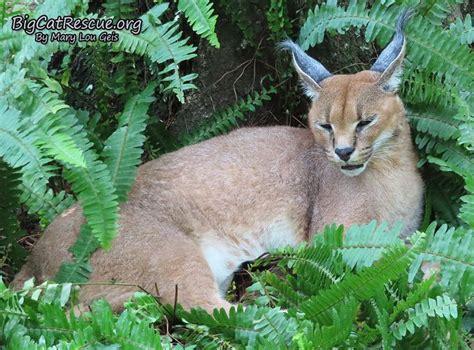 Alibaba.com offers 870 cat ear muffs products. Chaos Caracal has the most beautiful ears and ear tufts ...